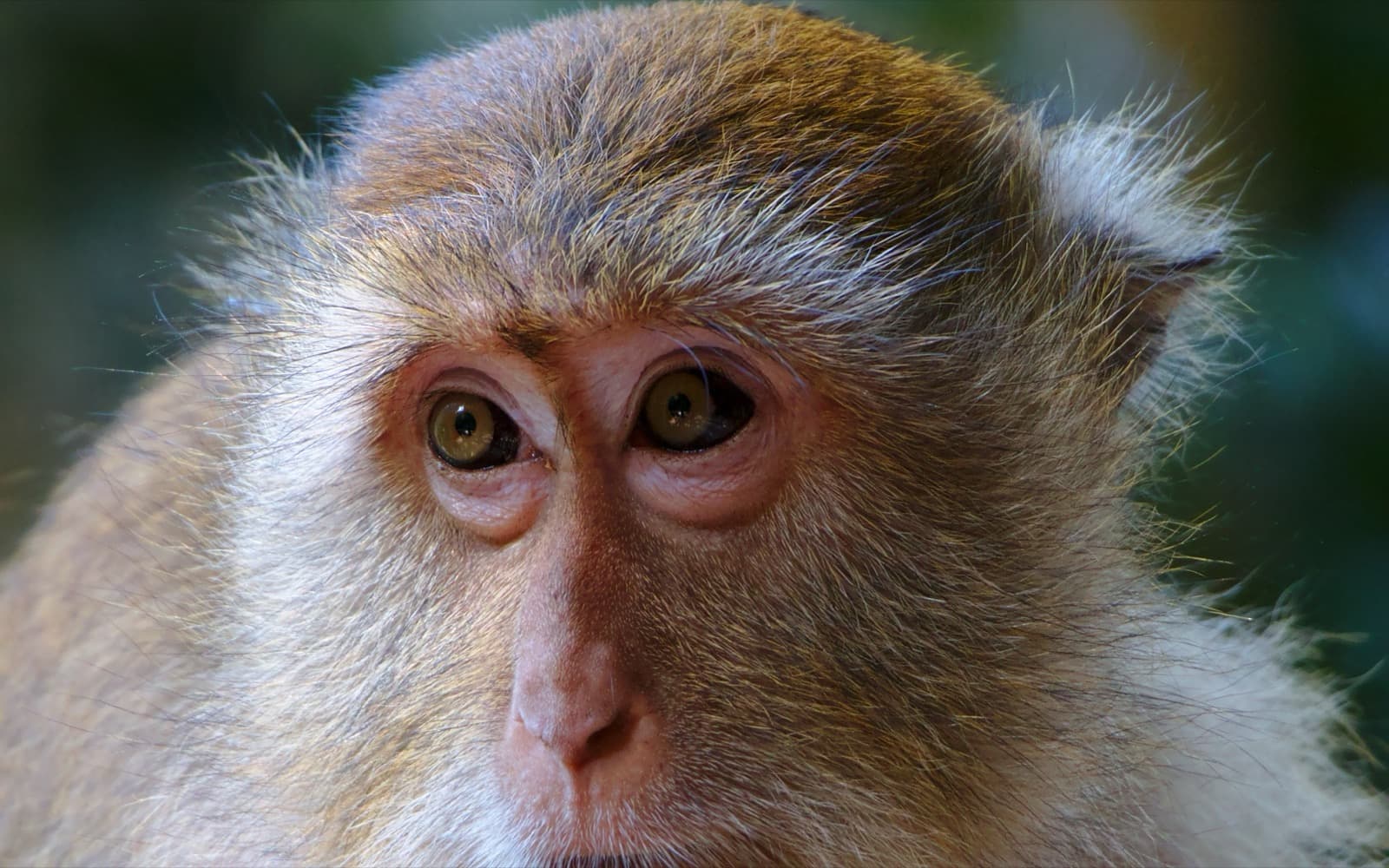 Portrait of a long-tailed macaque