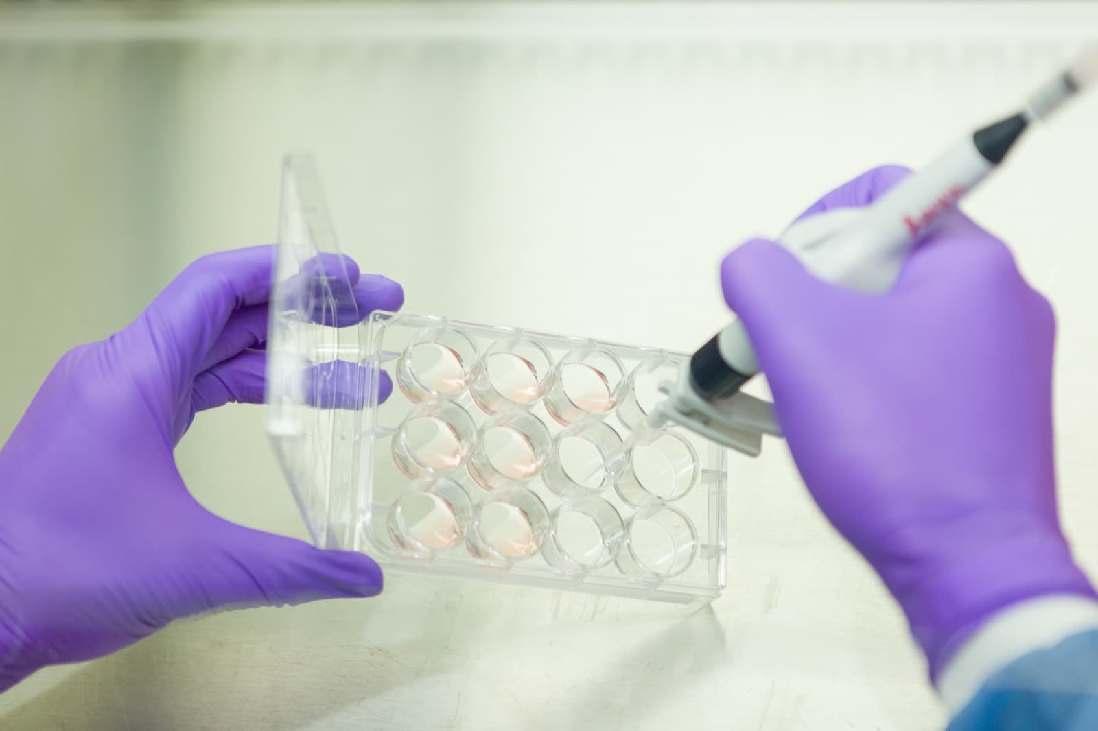 Researcher pipetting a sample into a multiwell cell-culture plate