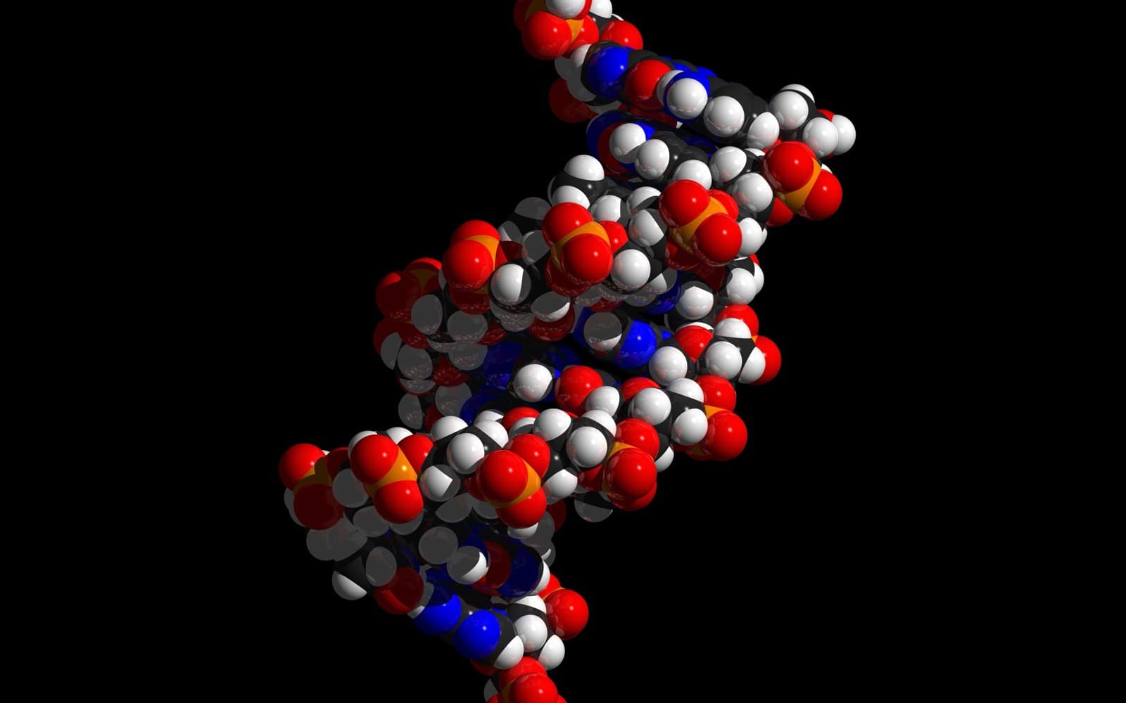 Space-filling molecular model of the DNA double helix