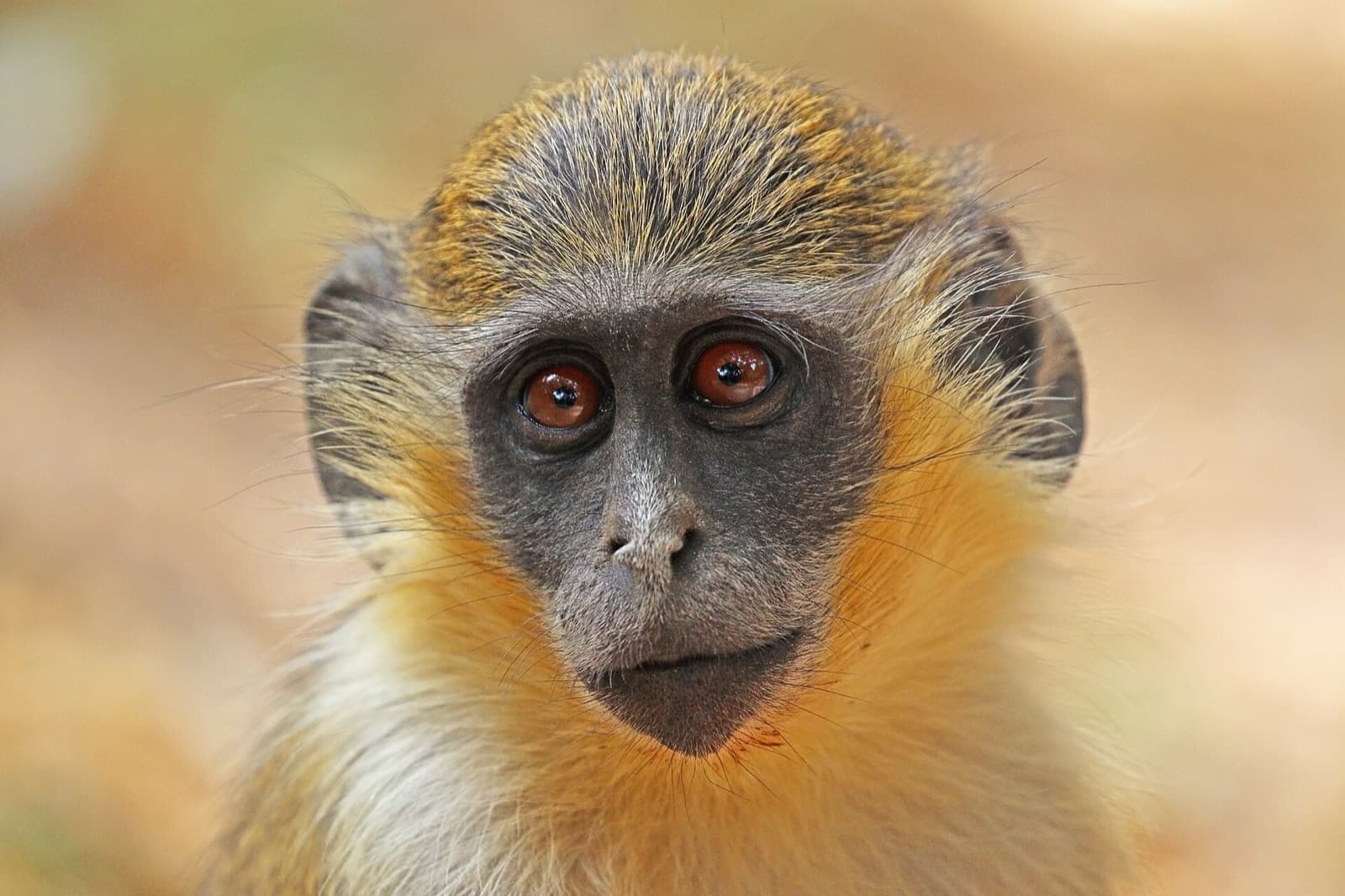 African green monkeys