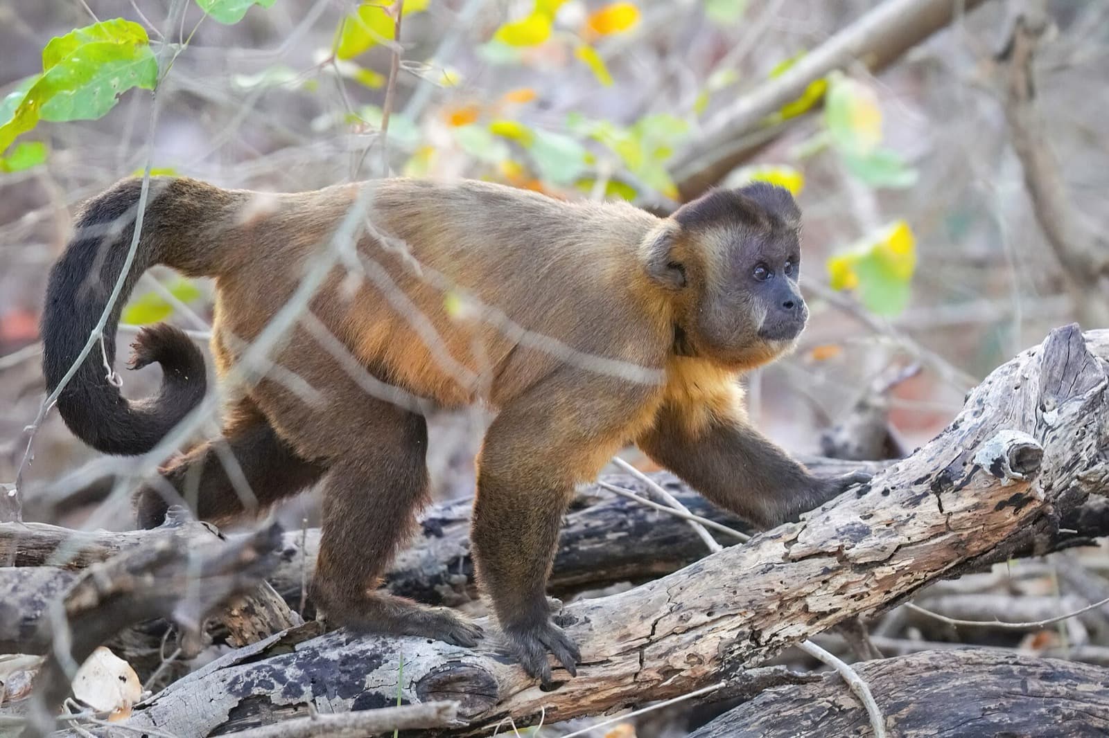 Capuchin monkeys