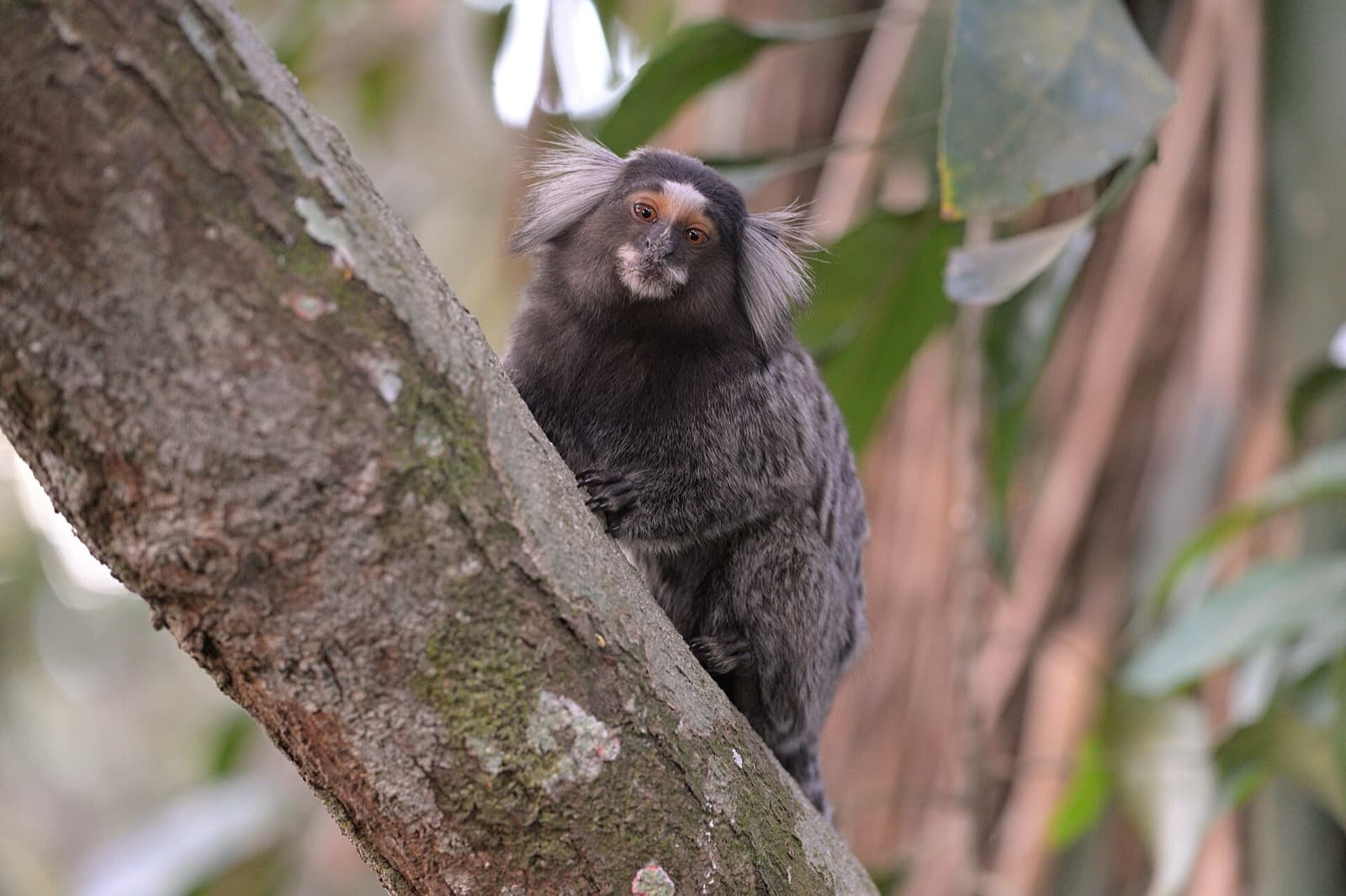 Common marmosets