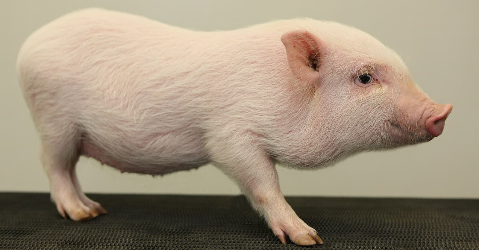 Göttingen minipig