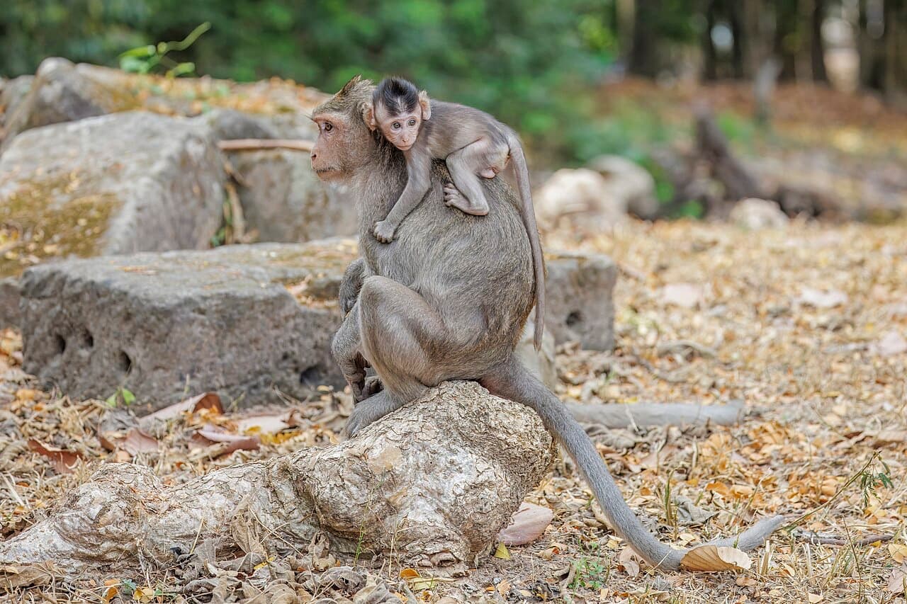 Cynomolgus macaques