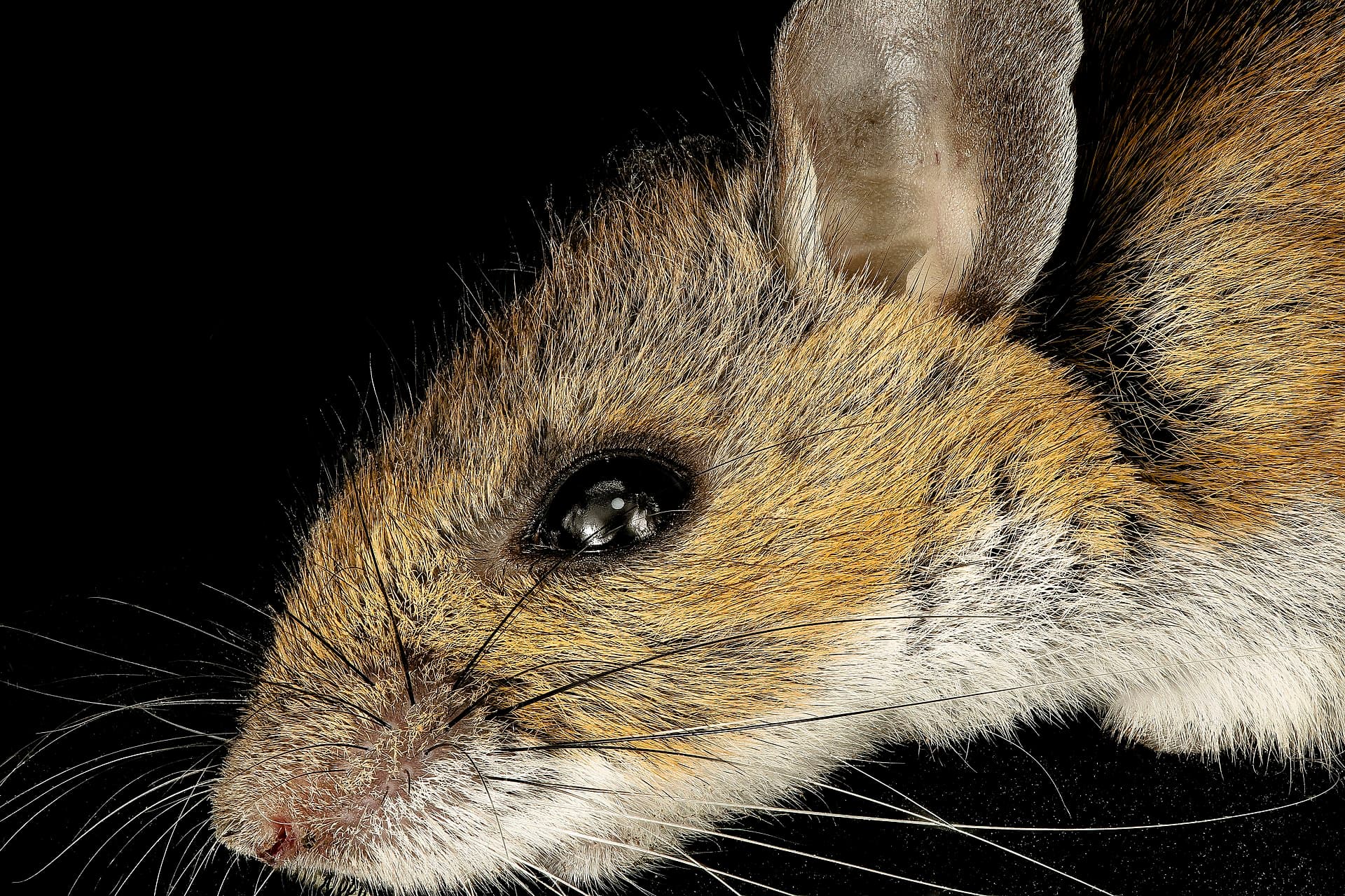Laboratory rodents in controlled housing at Alpha Genesis