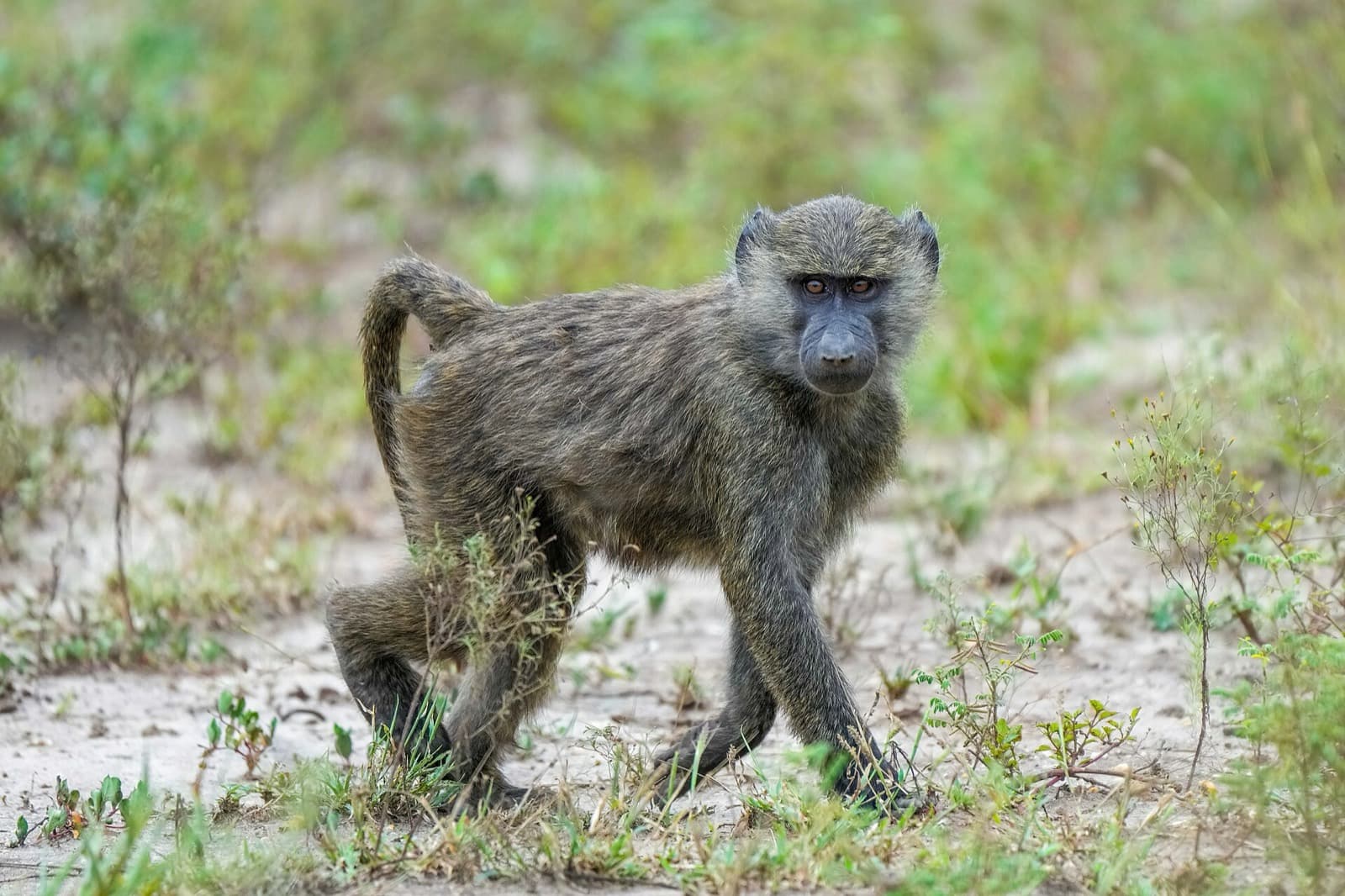 Baboons