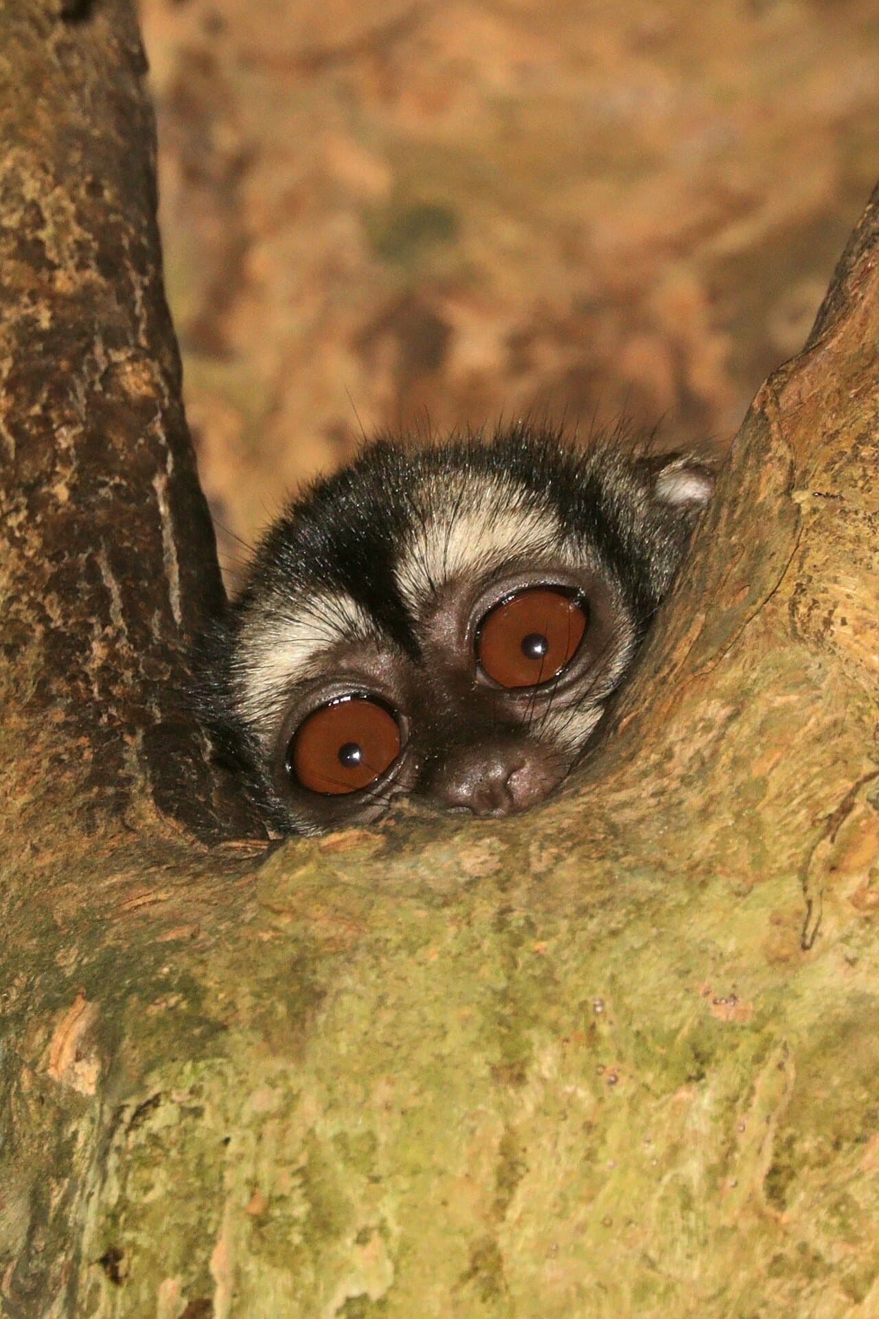 Owl monkey (Aotus), a specialty nonhuman primate model