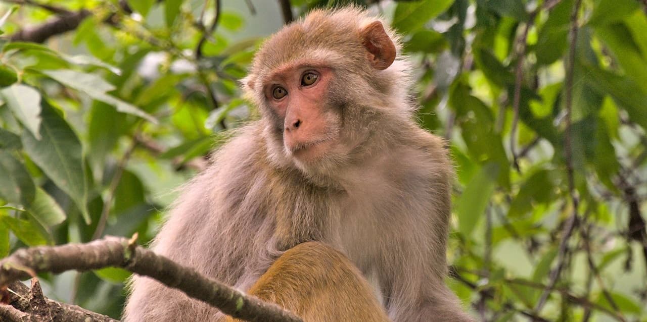 Rhesus macaques in social housing at Alpha Genesis