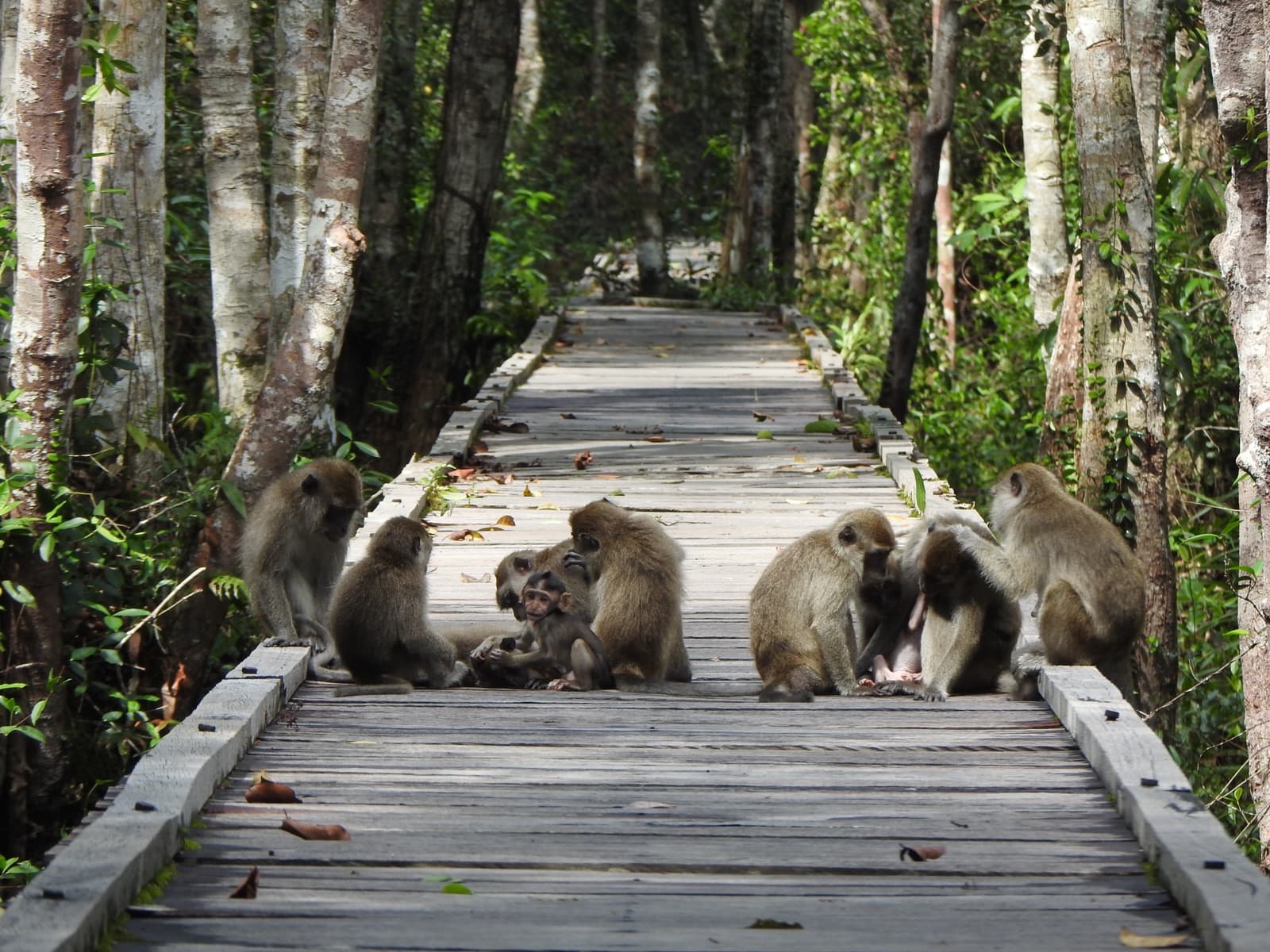 A troop of healthy macaques in a naturalistic social group