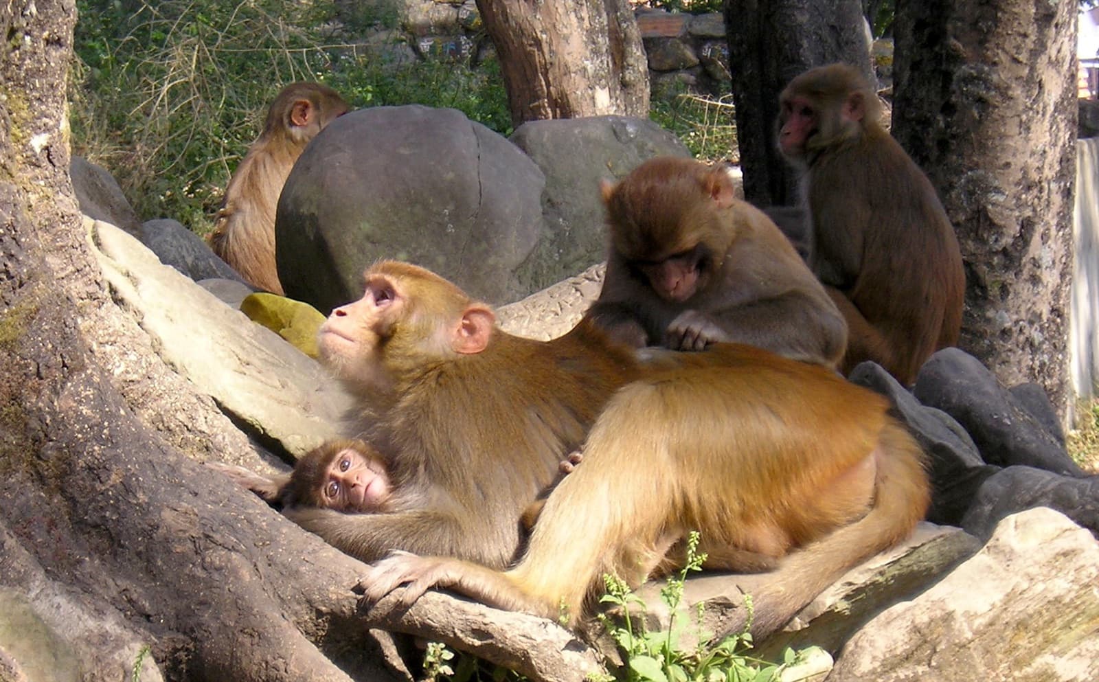 Macaques grooming together with an infant in a naturalistic setting