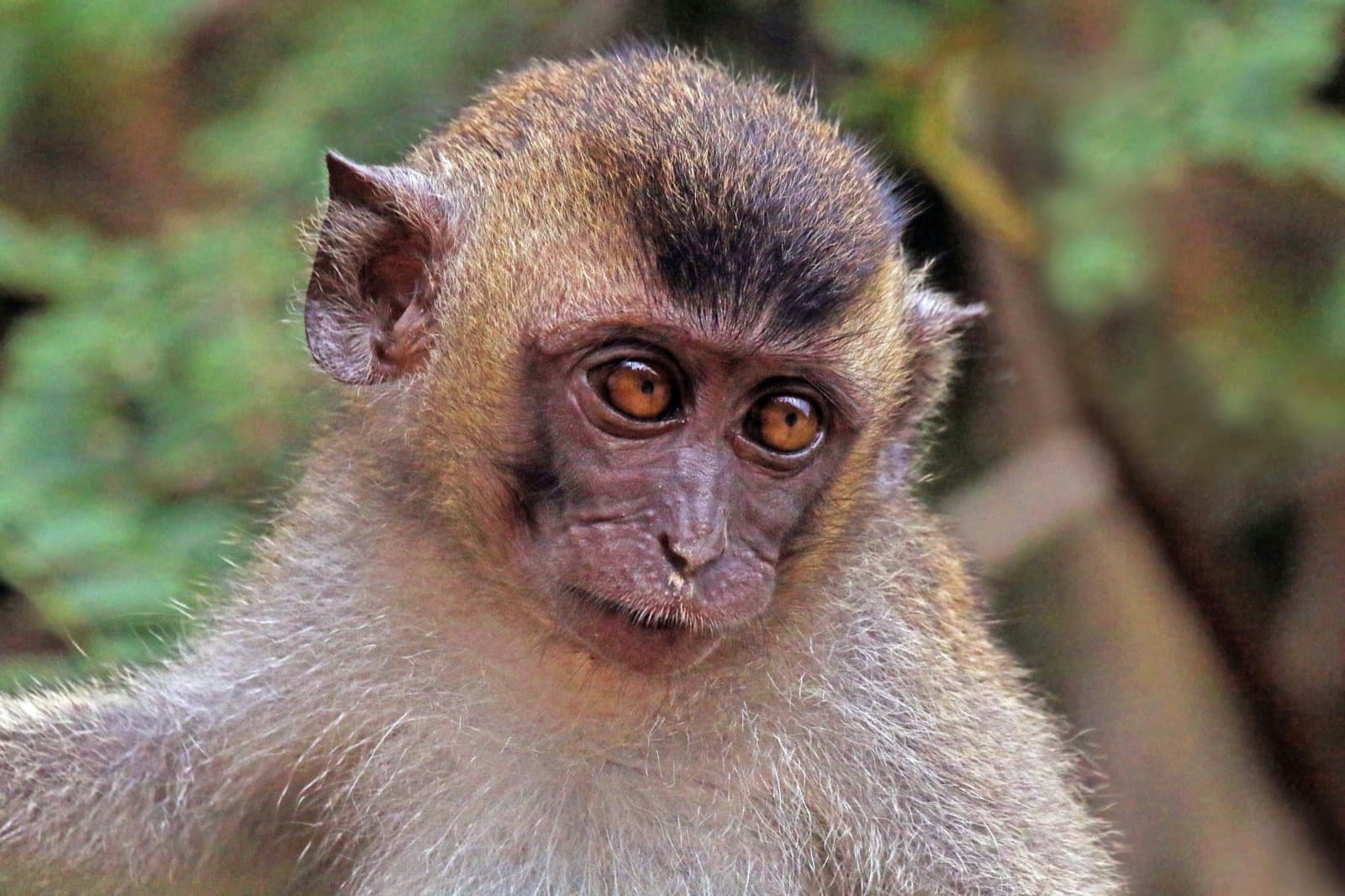 A healthy long-tailed macaque