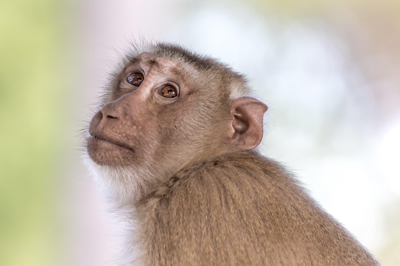 Portrait of a healthy, calm macaque