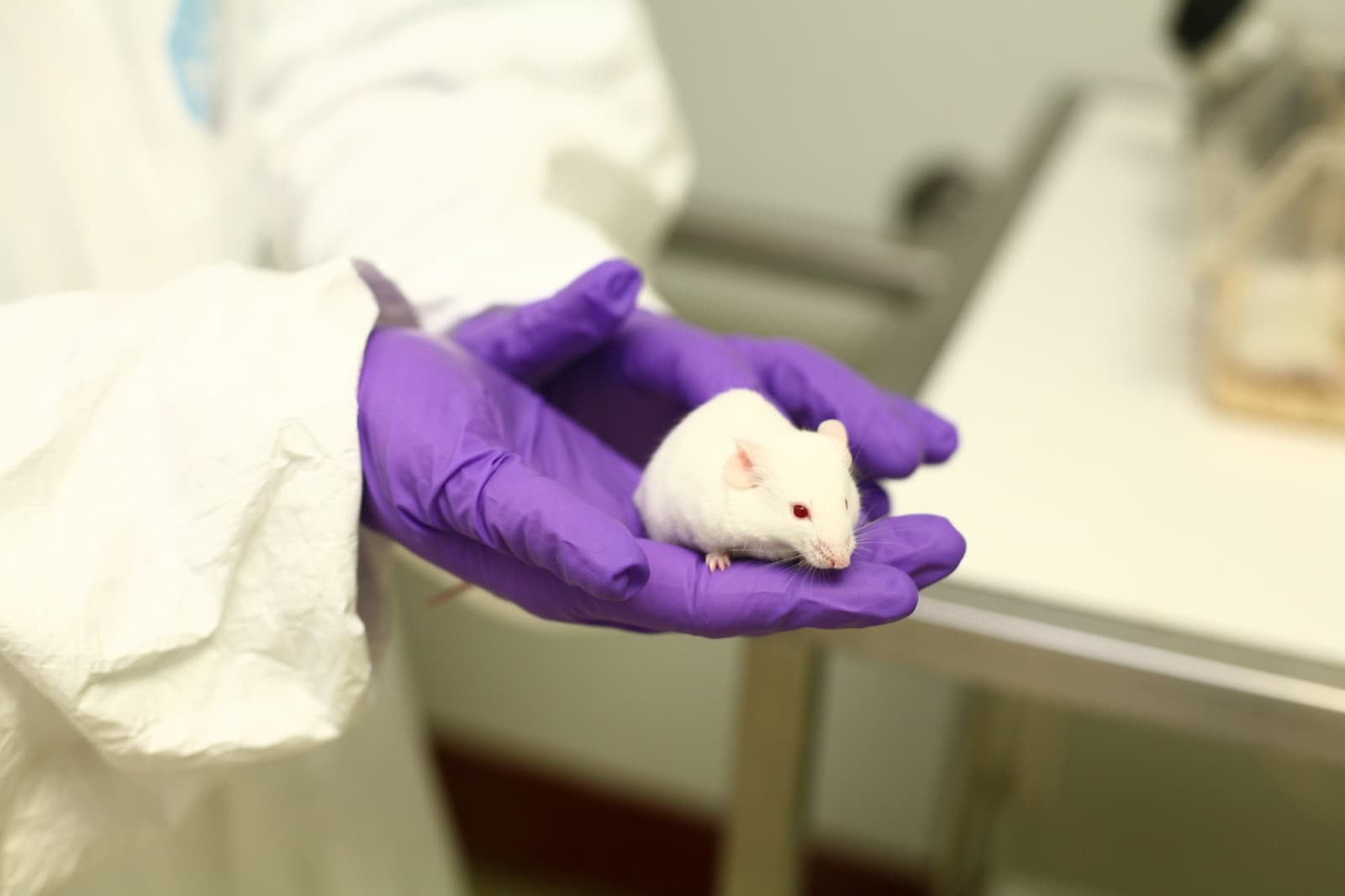 A laboratory mouse held gently in gloved hands