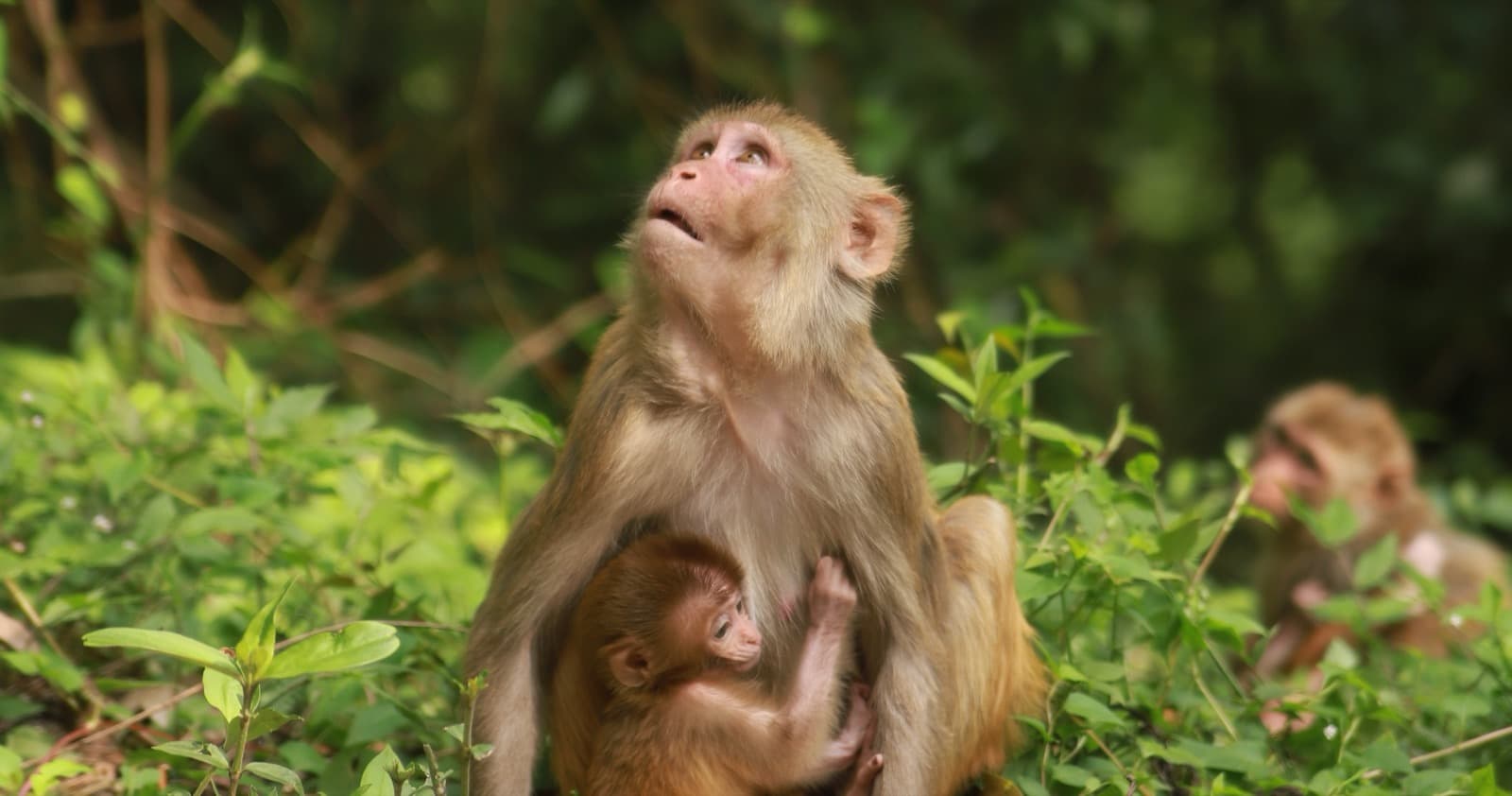Rhesus macaque mother nursing an infant in a forest
